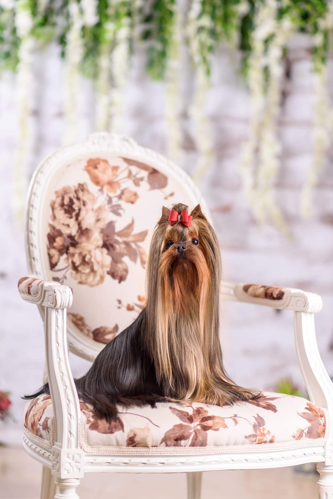  Mini Shop Too Cool To Be True &mdash; Labaza DogPedigree YorkshireTerrier